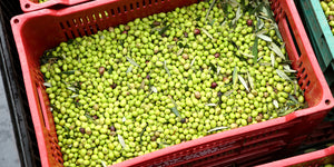 Conheça as Azeitonas do nosso Blend Safra 2024